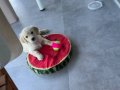 50 günlük aşırı sevimli golden retriever