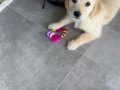 50 günlük aşırı sevimli golden retriever