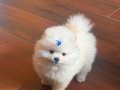 Pomeranian Boo Irk Garantili Yavrular