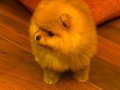 Pomeranian Boo Irk Garantili Yavrular