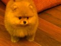 Pomeranian Boo Irk Garantili Yavrular