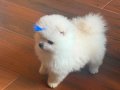 Pomeranian Boo Irk Garantili Yavrular
