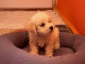 Eğitimli Satılık Poodle yanında tüm gerekli malzemeleriyle