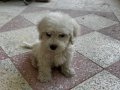 Eğitimli Satılık Poodle yanında tüm gerekli malzemeleriyle