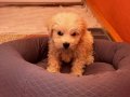 Eğitimli Satılık Poodle yanında tüm gerekli malzemeleriyle