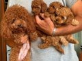 Orjinal toypoodle yavrularım 2 dişi 1 erkek