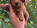Orjinal toypoodle yavrularım 2 dişi 1 erkek