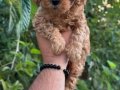 Orjinal toypoodle yavrularım 2 dişi 1 erkek
