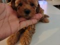 Orjinal toypoodle yavrularım 2 dişi 1 erkek