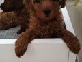 Orjinal toypoodle yavrularım 2 dişi 1 erkek