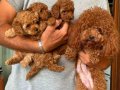 1dişi 1erkek safkan toy poodle yavrularım yuvasını arıyor...