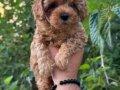 1dişi 1erkek safkan toy poodle yavrularım yuvasını arıyor...