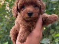 1dişi 1erkek safkan toy poodle yavrularım yuvasını arıyor...