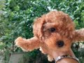 1dişi 1erkek safkan toy poodle yavrularım yuvasını arıyor...