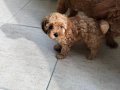 1dişi 1erkek safkan toy poodle yavrularım yuvasını arıyor...