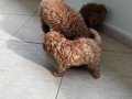1dişi 1erkek safkan toy poodle yavrularım yuvasını arıyor...