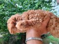 1dişi 1erkek safkan toy poodle yavrularım yuvasını arıyor...