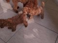 1dişi 1erkek safkan toy poodle yavrularım yuvasını arıyor...