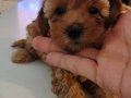 1dişi 1erkek safkan toy poodle yavrularım yuvasını arıyor...