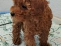 1dişi 1erkek safkan toy poodle yavrularım yuvasını arıyor...