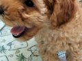 1dişi 1erkek safkan toy poodle yavrularım yuvasını arıyor...