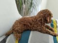 1dişi 1erkek safkan toy poodle yavrularım yuvasını arıyor...