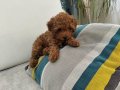 1dişi 1erkek safkan toy poodle yavrularım yuvasını arıyor...