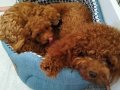 1dişi 1erkek safkan toy poodle yavrularım yuvasını arıyor...