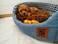 1dişi 1erkek safkan toy poodle yavrularım yuvasını arıyor...