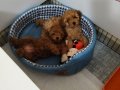 1dişi 1erkek safkan toy poodle yavrularım yuvasını arıyor...