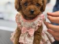 PREMİUM KOREA TEACUP -PODLLE YAVRULARI