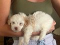 Maltipoo