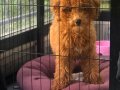 Toy poodle