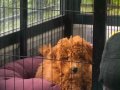 Toy poodle