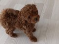 Toy poodle tee cup Erkek yavru 