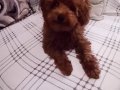 Toy poodle tee cup Erkek yavru 