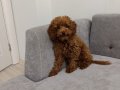 Toy poodle tee cup Erkek yavru 
