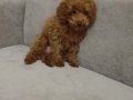 Toy poodle tee cup Erkek yavru 