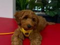 Toy poddle