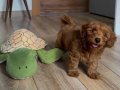 Toy poddle