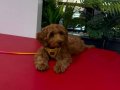 Toy poddle