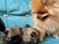 Pomerinan Teddy Bear Yavrularımız Yeni Ailelerini Arıyor 