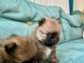 Pomerinan Teddy Bear Yavrularımız Yeni Ailelerini Arıyor 