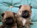 Pomerinan Teddy Bear Yavrularımız Yeni Ailelerini Arıyor 