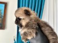 Pomerinan Teddy Bear Yavrularımız Yeni Ailelerini Arıyor 