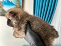 Pomerinan Teddy Bear Yavrularımız Yeni Ailelerini Arıyor 