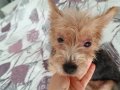 Yorkshier terrier 