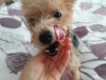 Yorkshier terrier 