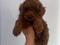 İlk doz aşıları yapılmış ojrinal kore toy poddle