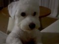 8 Aylık Maltipoo Yavrumuza Mersin'de Yeni Bir Yuva Arıyoruz